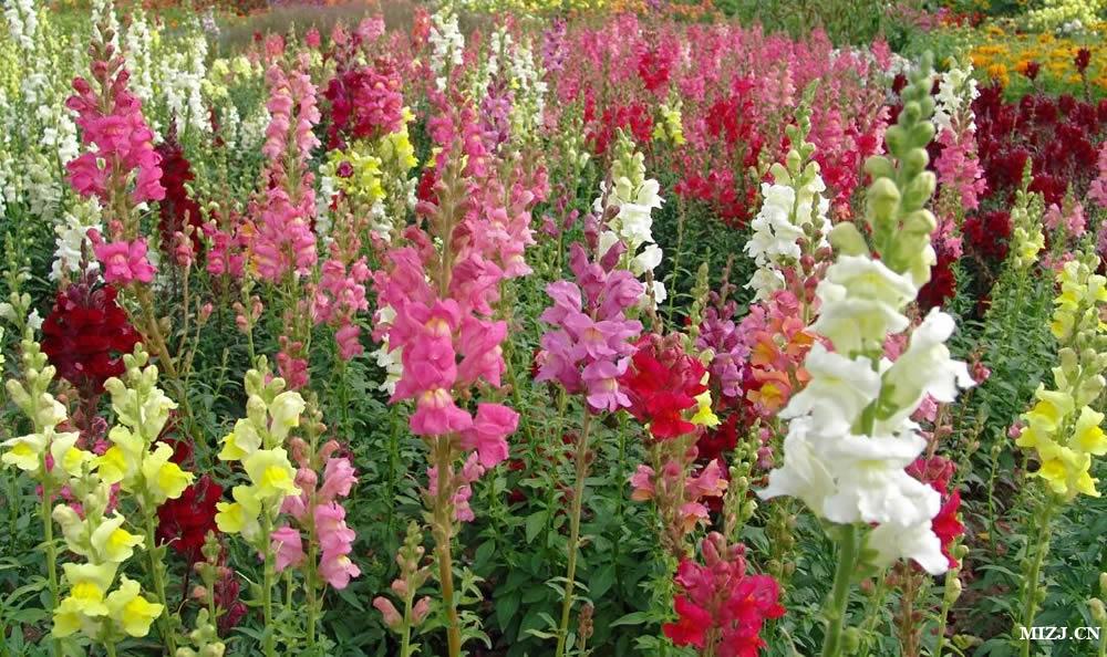 福州宝藏公园之福州花海公园赏花指南